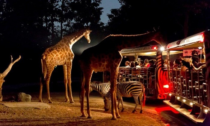 Night Safari 